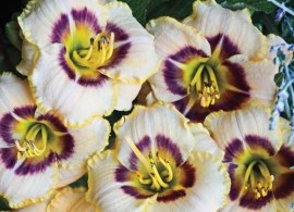 baby moon café daylily
